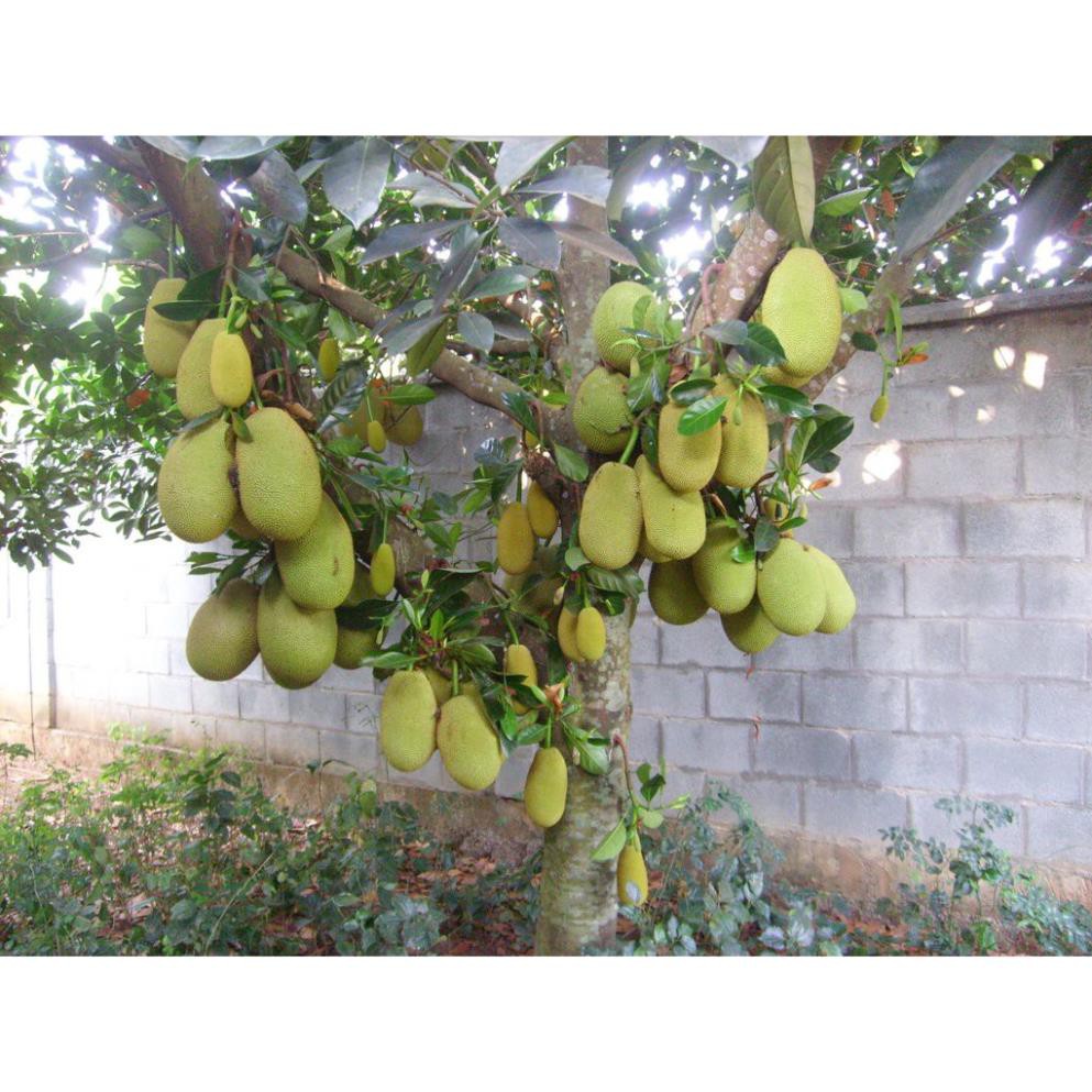CÂY GIỐNG MÍT DAI TA