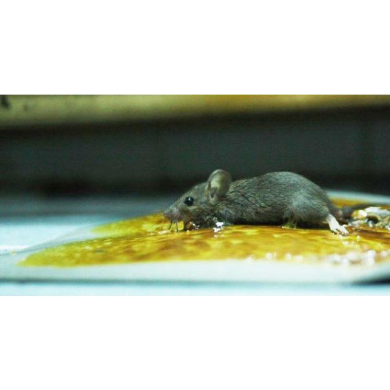 Keo dính chuột Hàn Quốc loại tốt nhất, không mùi, không độc hại, sử dụng được nhiều lần