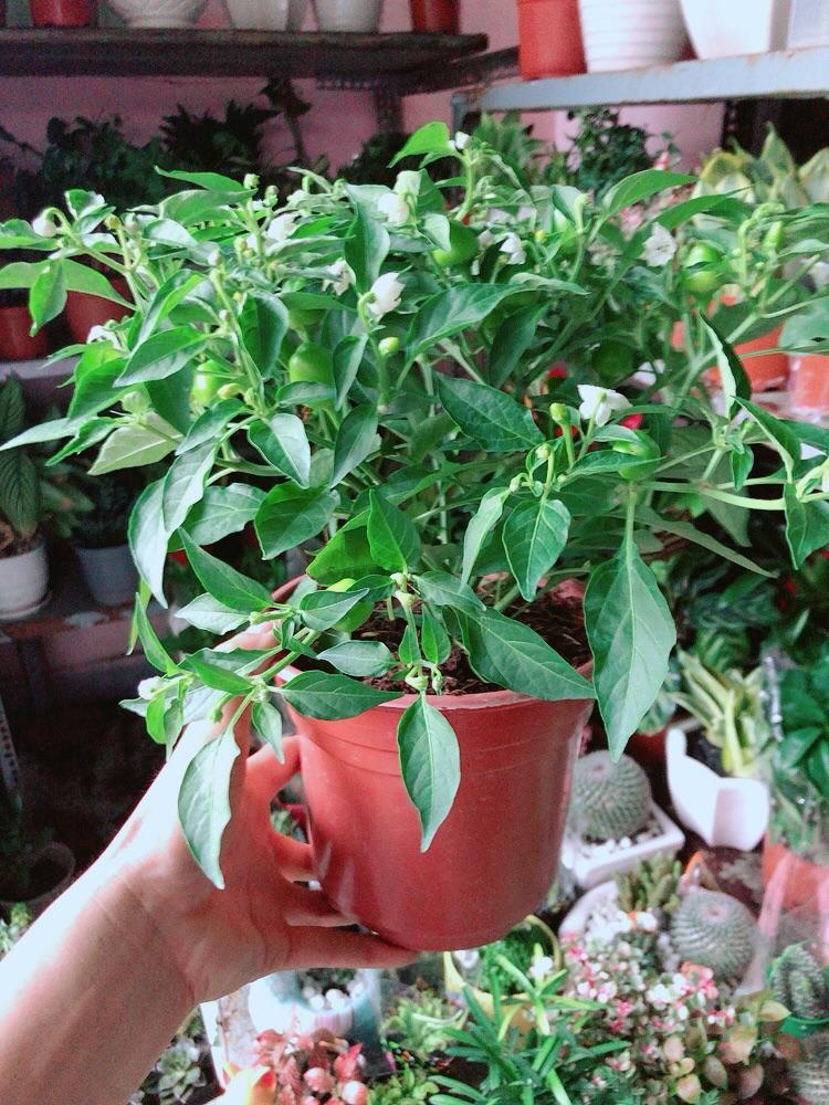 Cây Ớt Kiểng