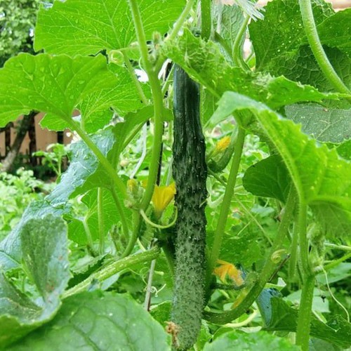 Hạt giống Dưa chuột Nhật F1 - Nảy mầm cao Titapha