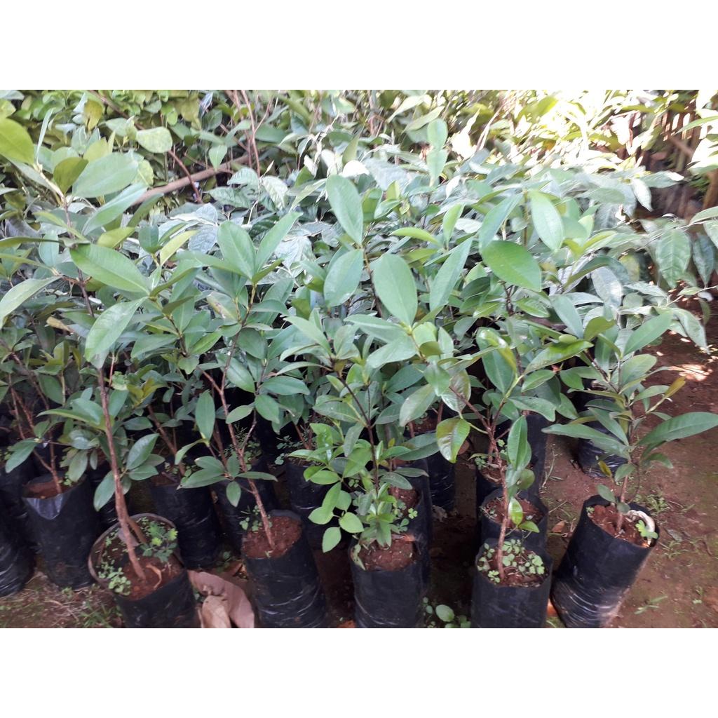Cây giống Cherry Anh Đào Mỹ.