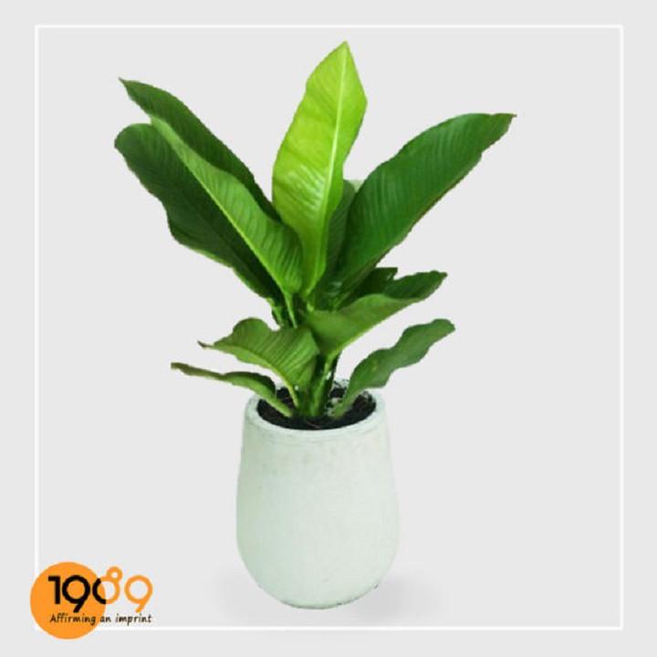 CÂY ĐẠI PHÚ GIA, CÂY TO GỬI ĐI NGUYÊN CHẬU