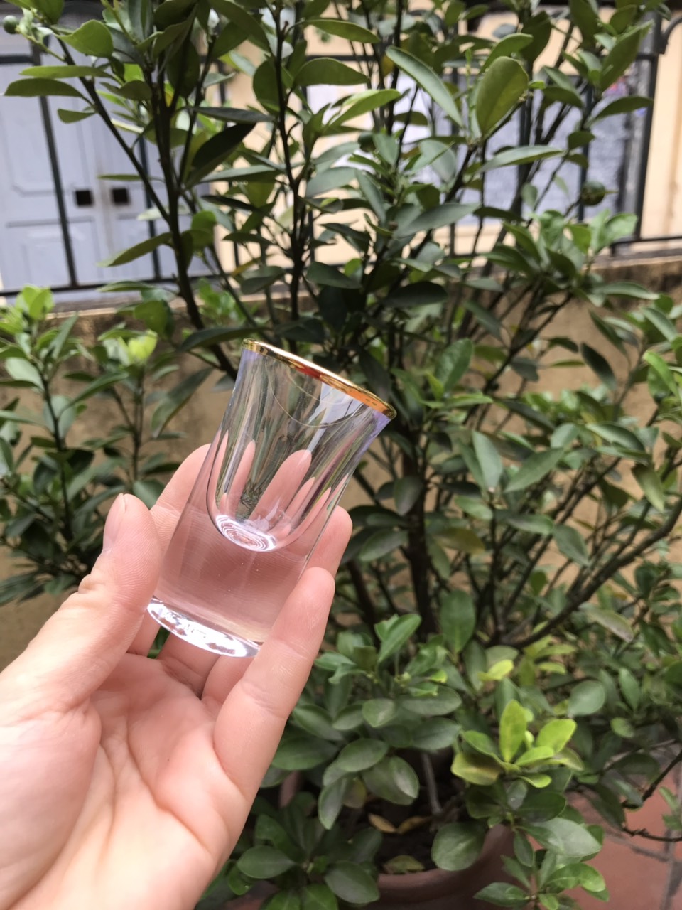 Bộ 6 ly rượu Shot thủy tinh viền vàng_20ml
