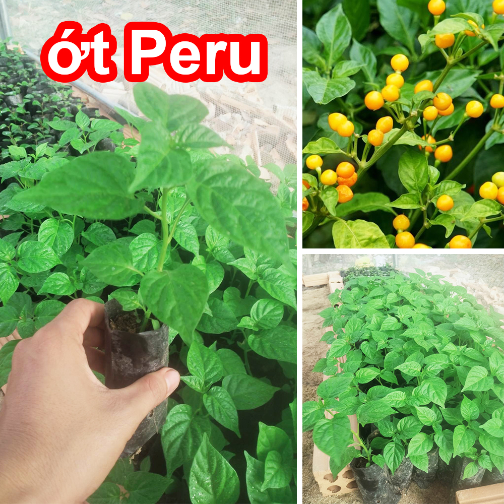 Cây ớt Peru, ớt cay nhất thế giới