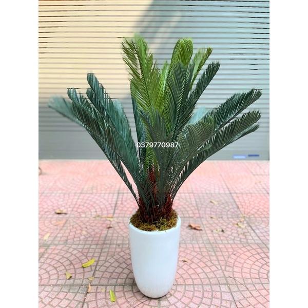 Cây vạn tuế giả cao 110cm
