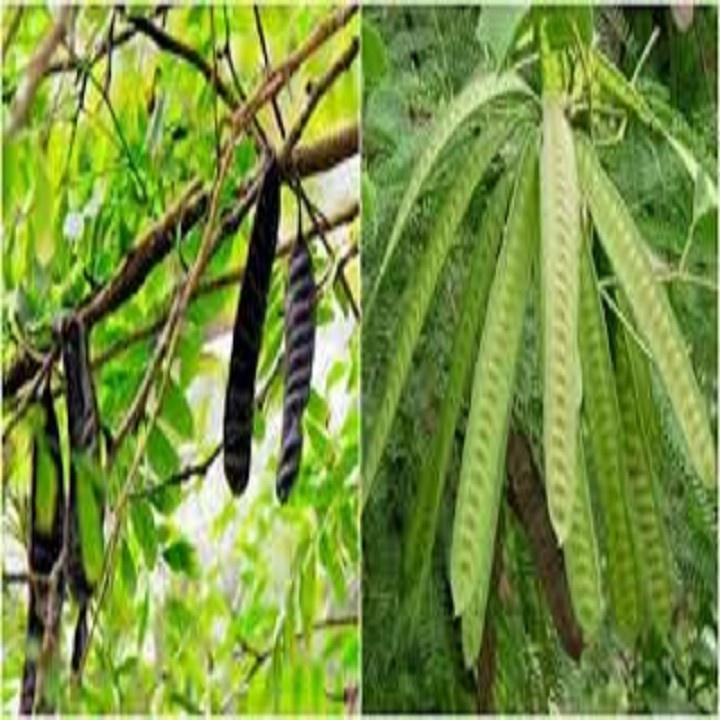 CHẬU CÂY GIỐNG CÂY BỒ KẾT