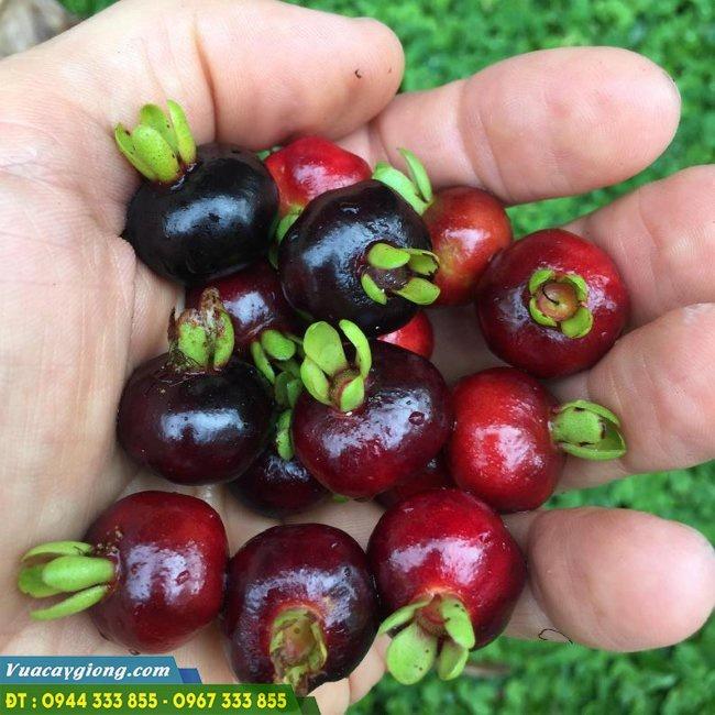Cây giống cherry brazil cây giống nhập khẩu thế hệ mới đã được thuần chủng phù hợp khí hậu Việt Nam, cây giống khỏe