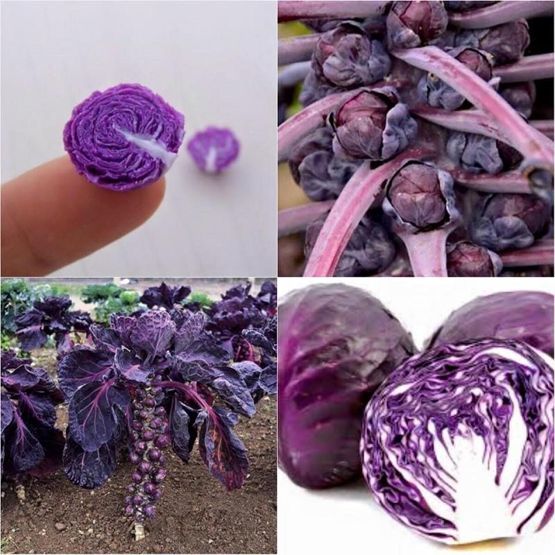 Hạt giống bắp cải tí hon tím - 50 hạt/gói