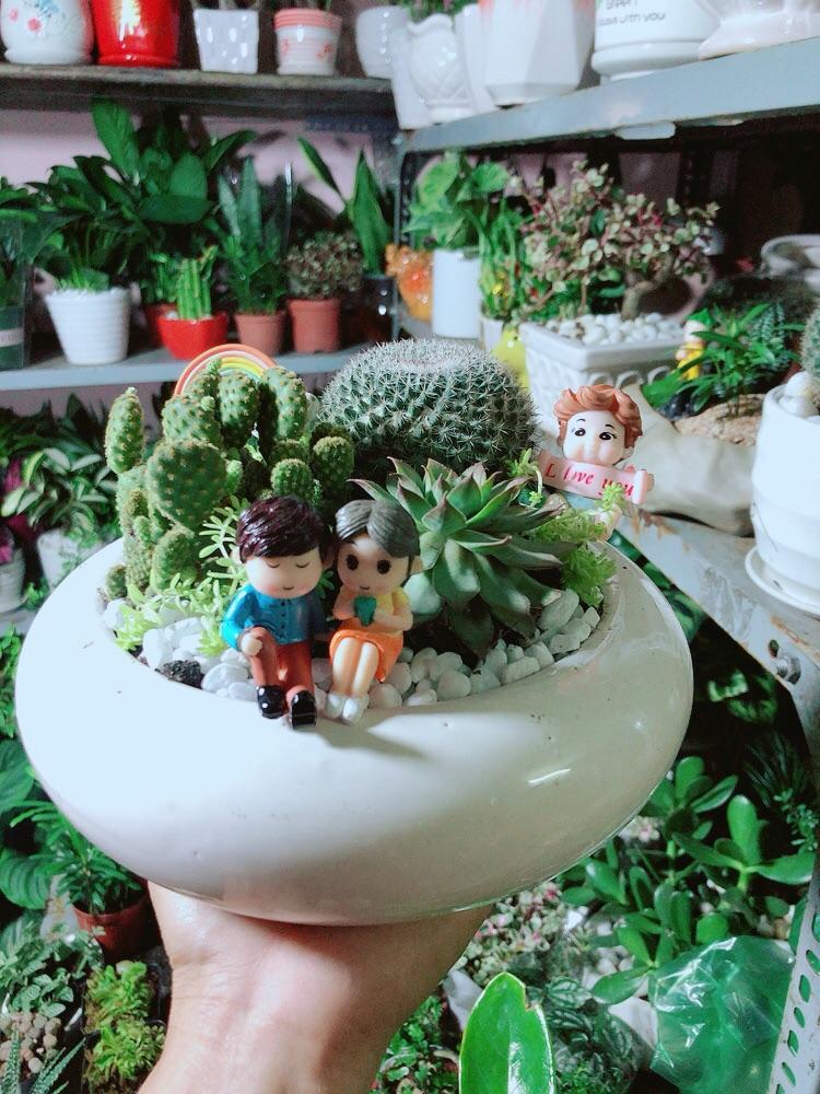 Chậu Cây Xương Rồng Tiểu Cảnh