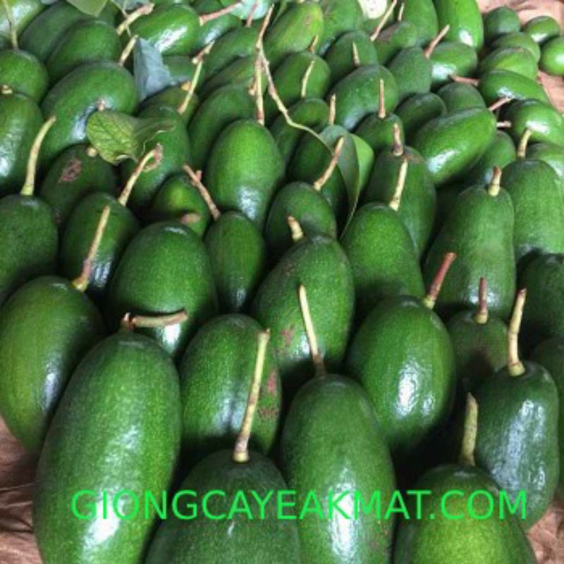 Giống bơ Thành Bích trái to khổng lồ nhất hiện nay