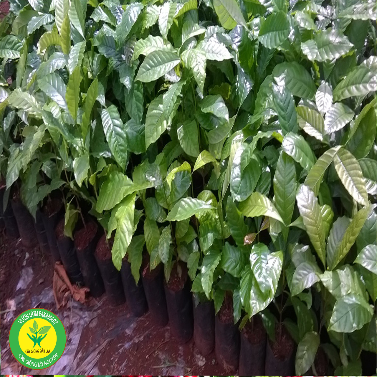 Giống tiêu Srilanka giống hồ tiêu năng suất cao nhất
