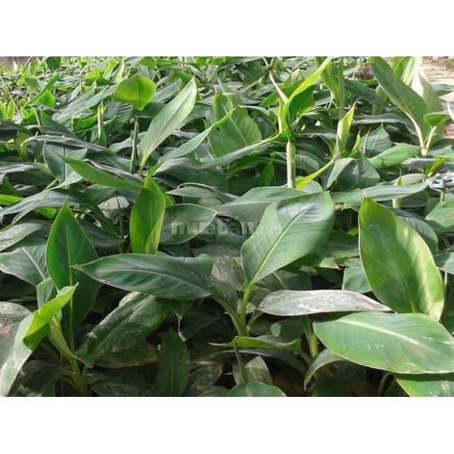 COMBO 05 Cây giống CHUỐI TÂY LÙN quả ngọt thơm - hàng cây giống CHUẨN F1
