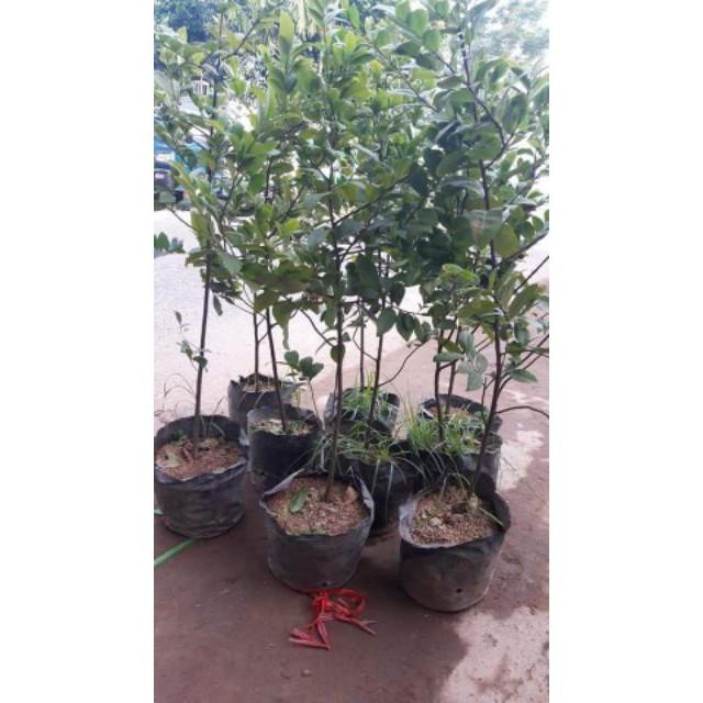 Sản phẩm HOA MAI VÀNG SIÊU HÓT