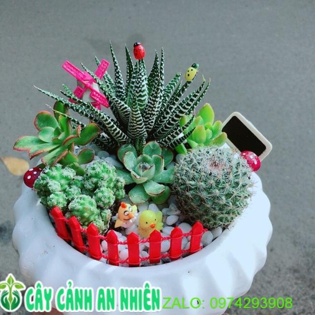 Chậu Sen Đá Xương Rồng Tiểu Cảnh