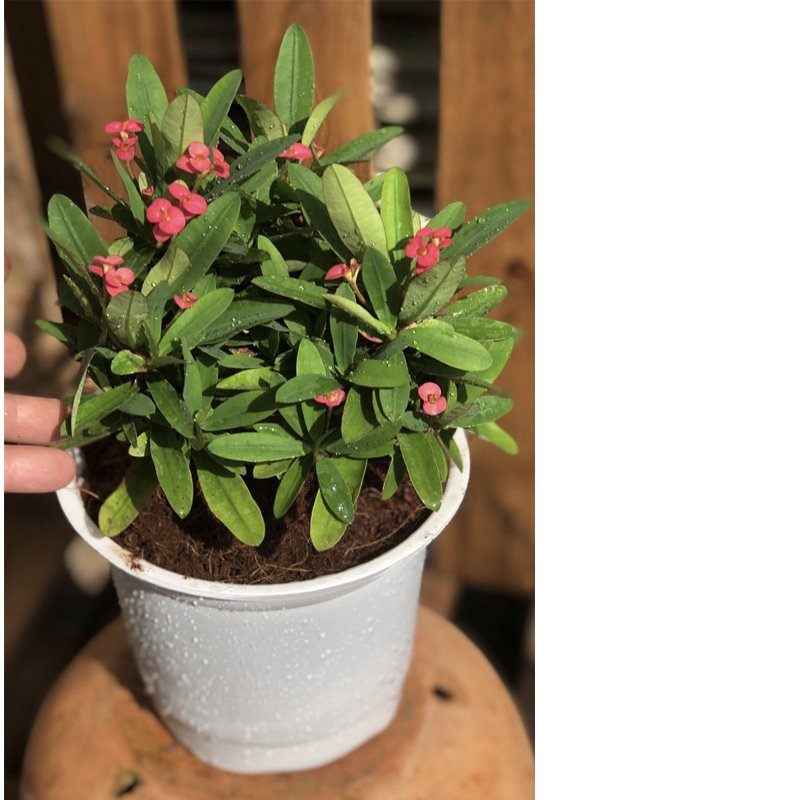 Combo 50 cái Chậu nhựa nâu N18x15cm trồng cây ăn trái và hoa,bền đẹp-77426