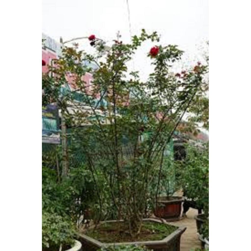 CÂY HOA HỒNG CỔ - CÂY LỚN - HOA SIÊU ĐẸP - BỀN