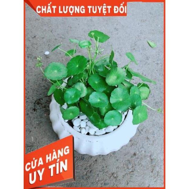 Chậu Cỏ Đồng Tiền