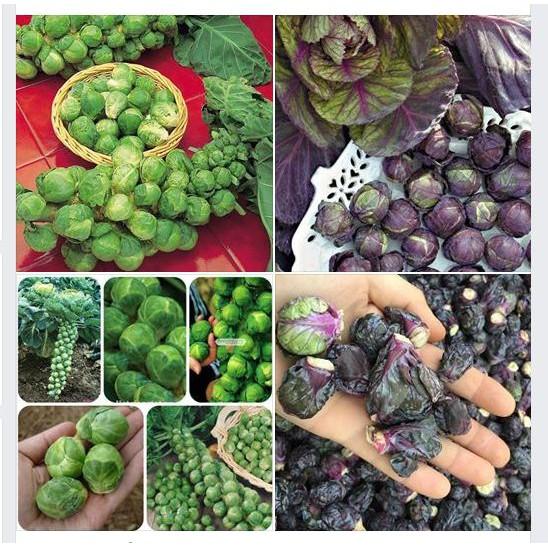 COMBO 2 gói bắp cải tí hon