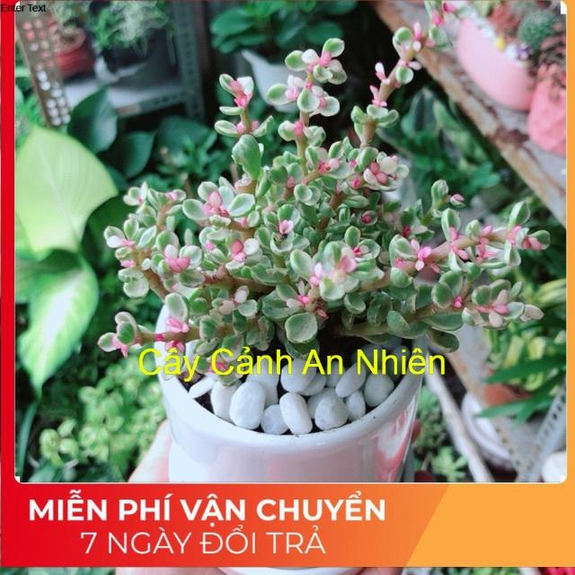 Chậu Cây Đô La Hồng