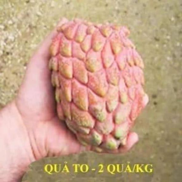 Sản phẩm CÂY GIỐNG NA ĐỎ CAO SẢN