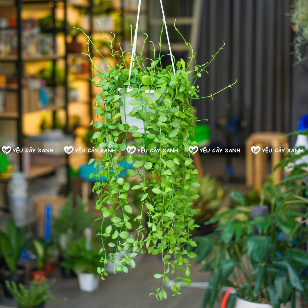 Cây Treo Lan Đô La trang trí ban công, sân vườn