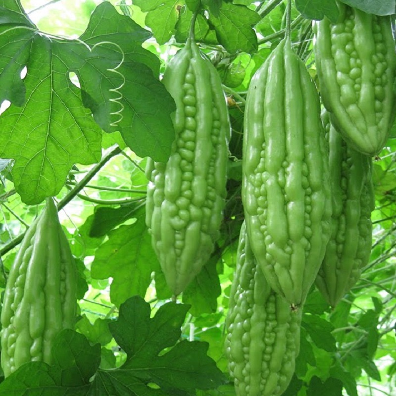 Hạt giống KHỔ QUA TRÁI NGẮN