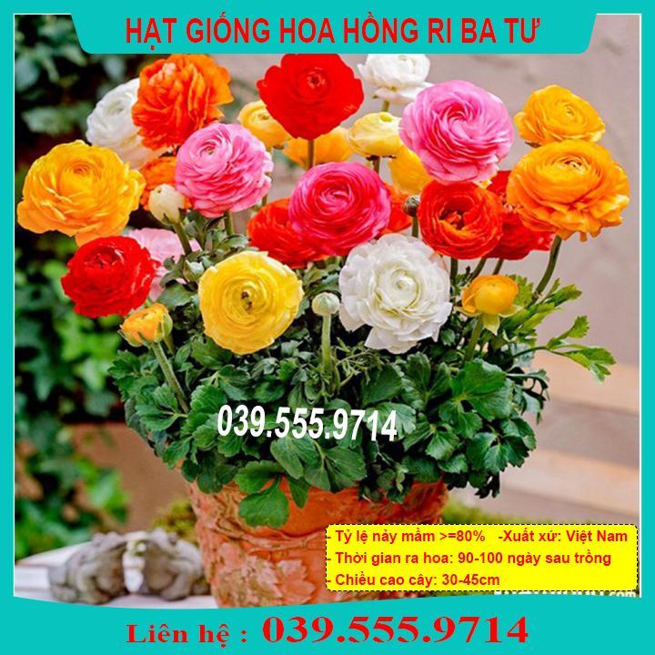 HẠT GIỐNG HOA HỒNG RI BA TƯ GIỐNG CHUẨN, CHẤT LƯỢNG TỐT
