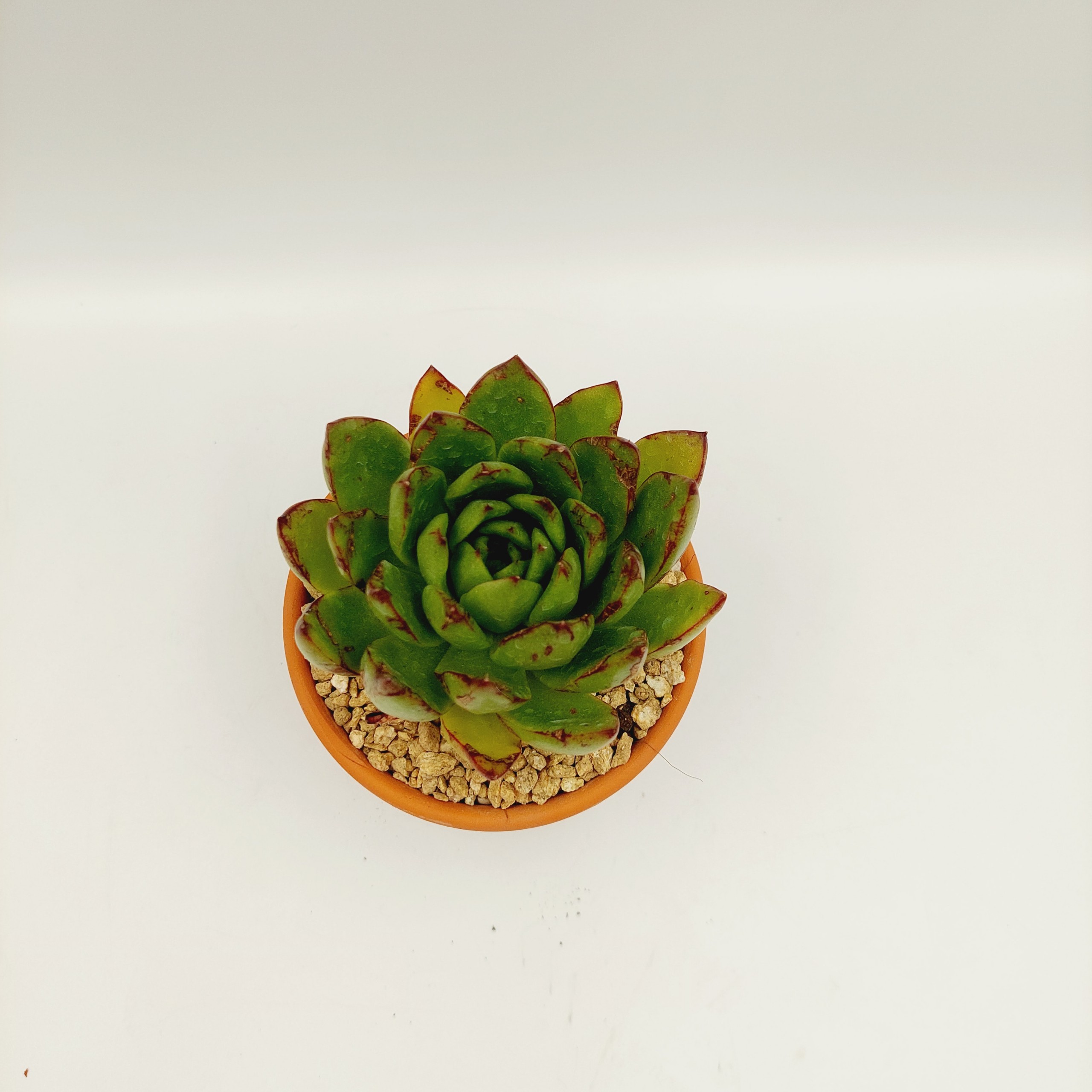 Chậu đất nung, chậu sen đá - Trứng nhỏ 957, miệng chậu 9.5cm, chiều cao 7cm