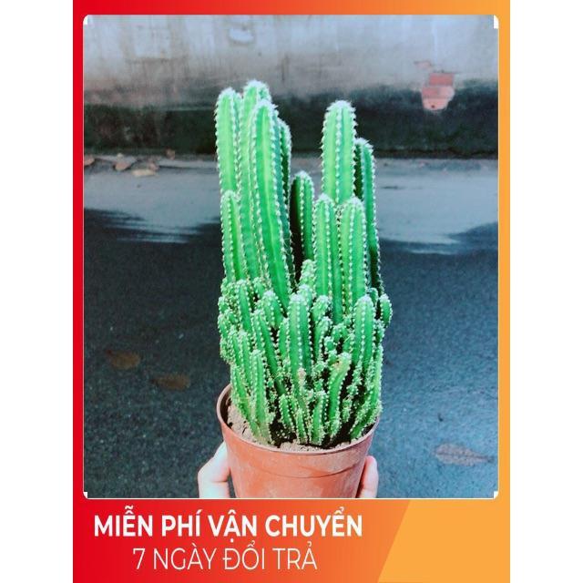 Xương Rồng Thanh Sơn Size Lớn