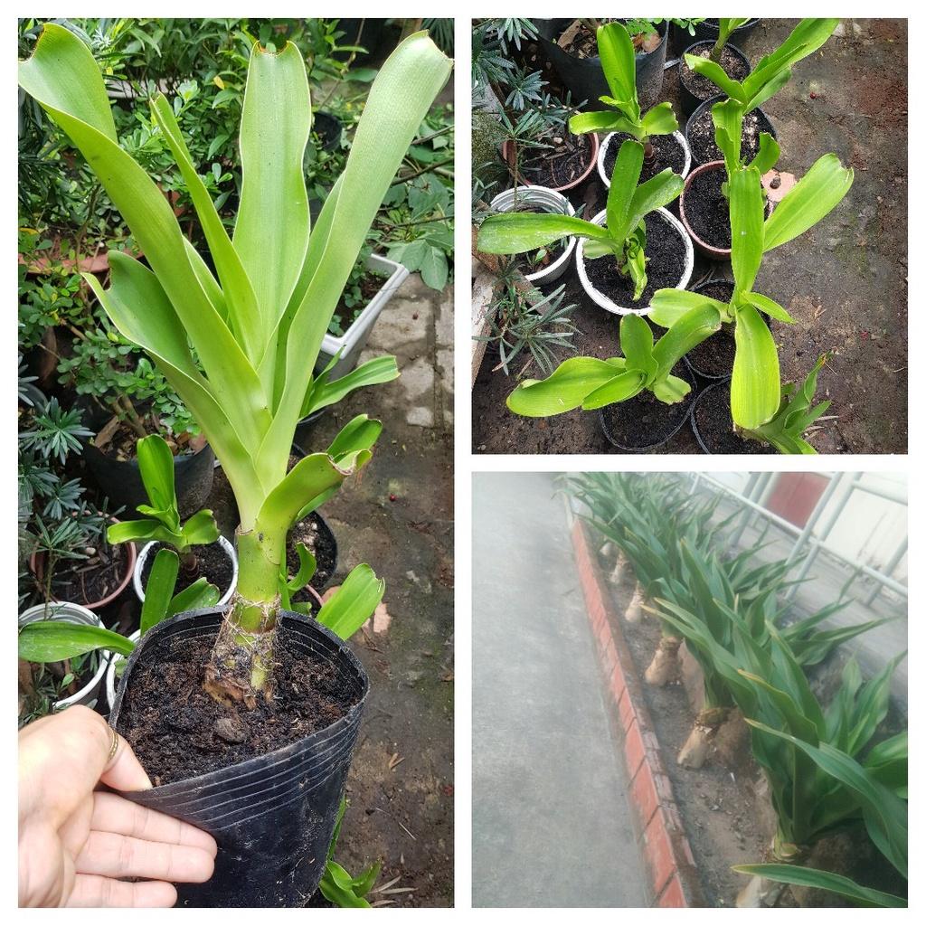 Củ giống cây đại tướng quân
