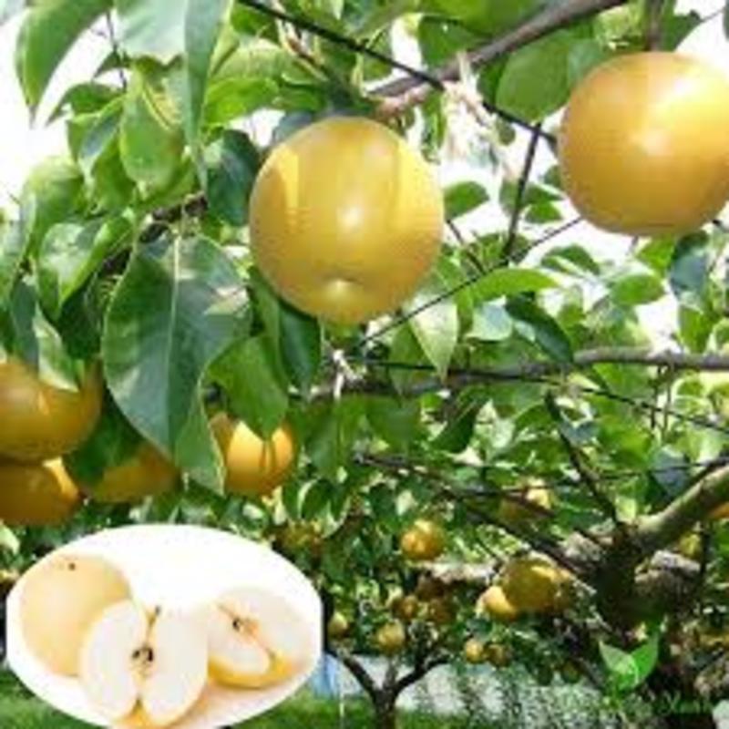 Giống cây lê nâu