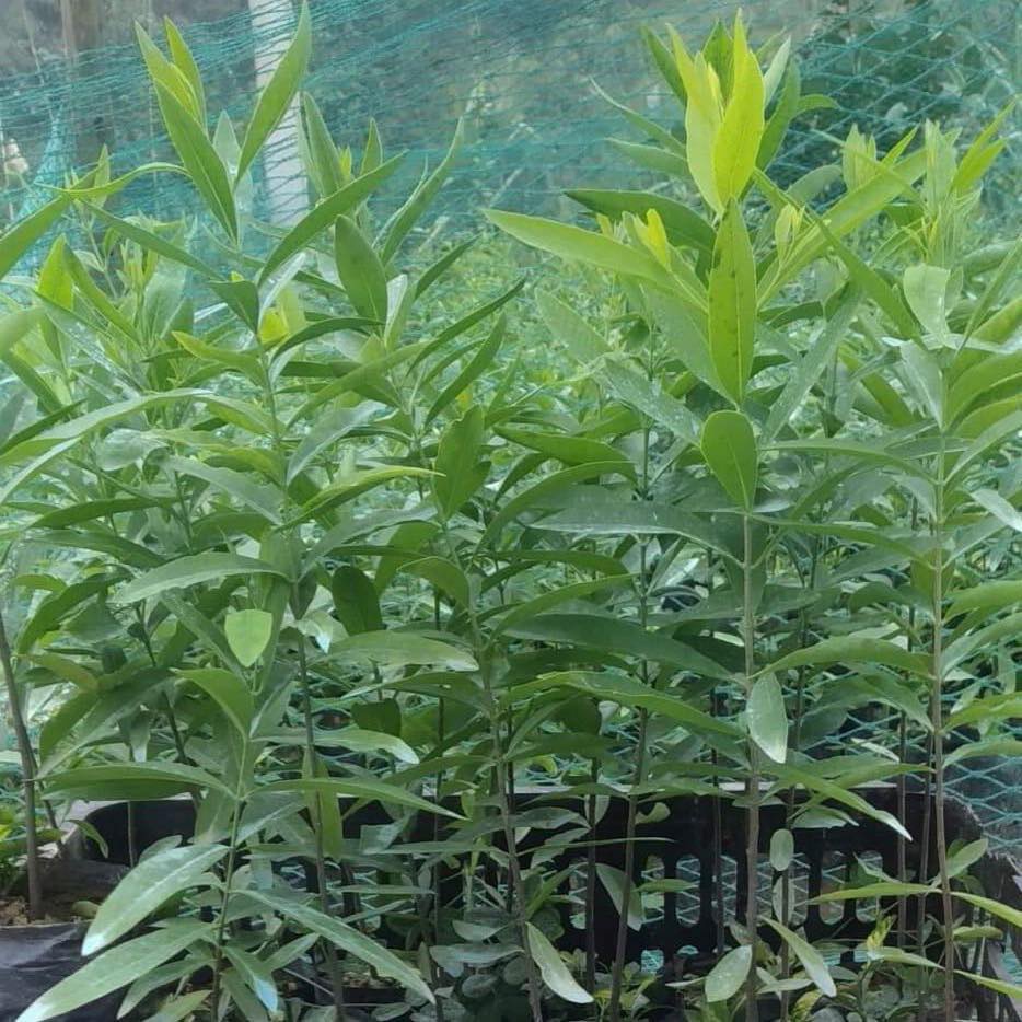 Cây giống đàn hương đỏ