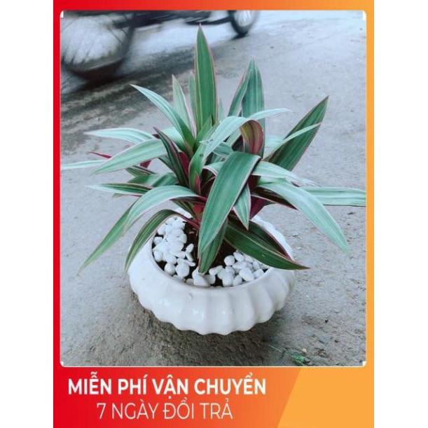 Chậu Cây Bảy Sắc Cầu Vòng