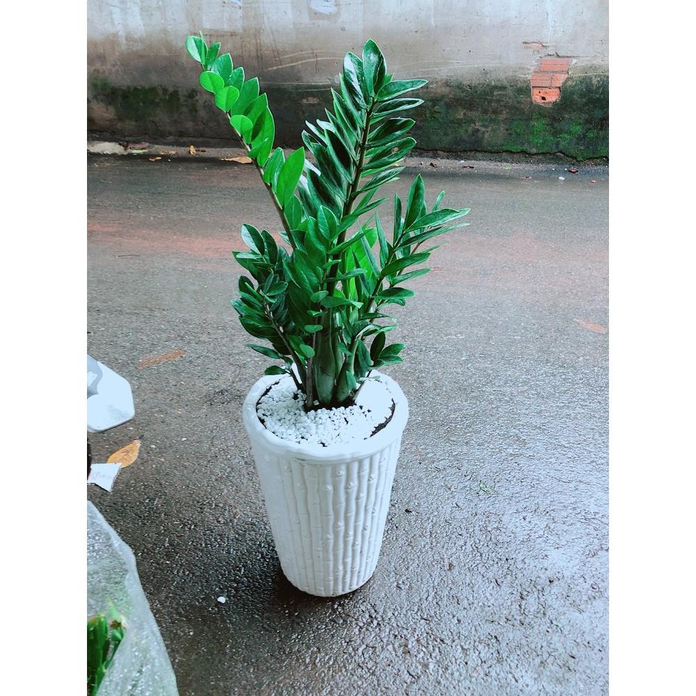 Cây Kim Tiền Loại Lớn