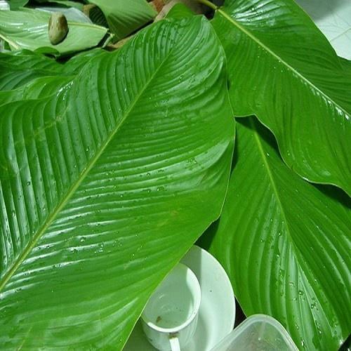 Combo 5Cây Giống Lá Dong Cảnh 981SP