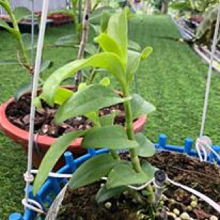 Hoa lan -5ct ngọc sơn cước