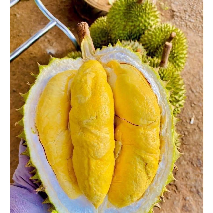 Cây Giống Sầu Riêng Ri6