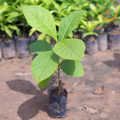 Cây giống Giá Tỵ