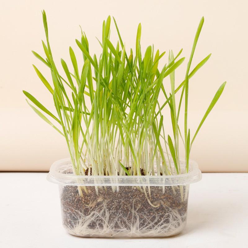 Hạt Giống Cỏ Yến Mạch 300g – Hạt Giống Cỏ Chăn Nuôi Chịu Lạnh Tốt - Chăn Nuôi Gia Súc Lớn và có thể dùng nuôi mèo