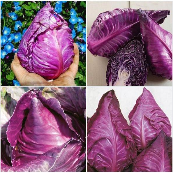 Hạt giống Bắp cải trái tim Tím F1 - 0,1gram/gói