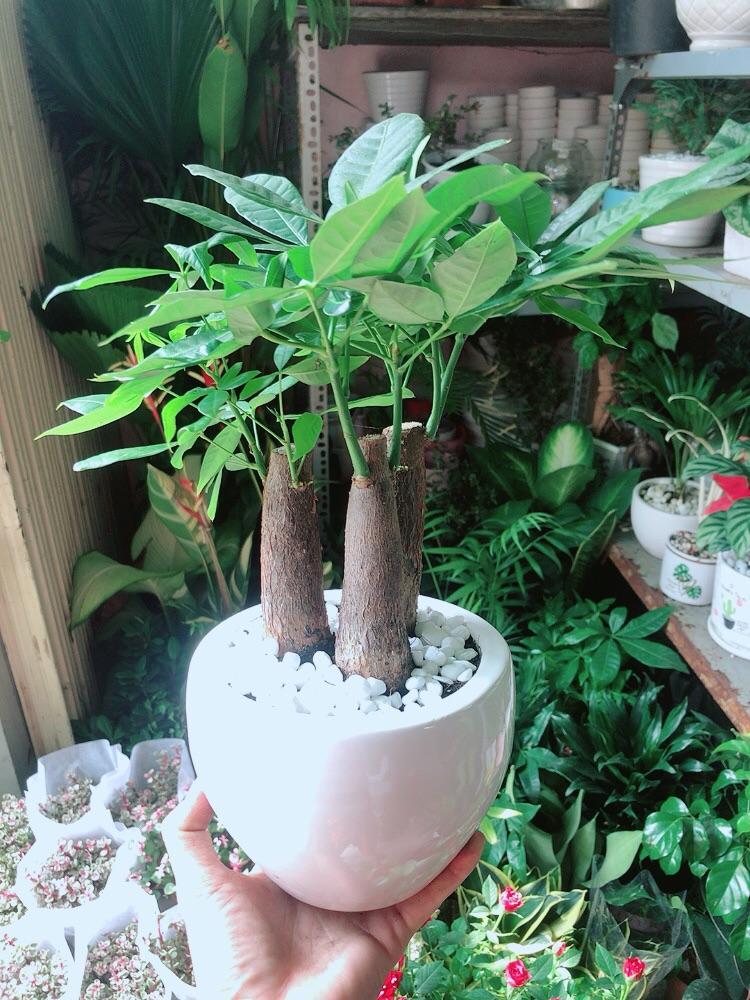 Chậu Kim Ngân 3 Thân