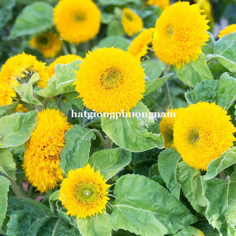 30H - HẠT GIỐNG HOA HƯỚNG DƯƠNG LÙN KÉP