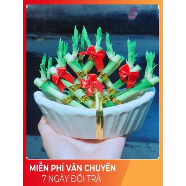 Chậu Trúc Phát Tài Thuyền May Mắn