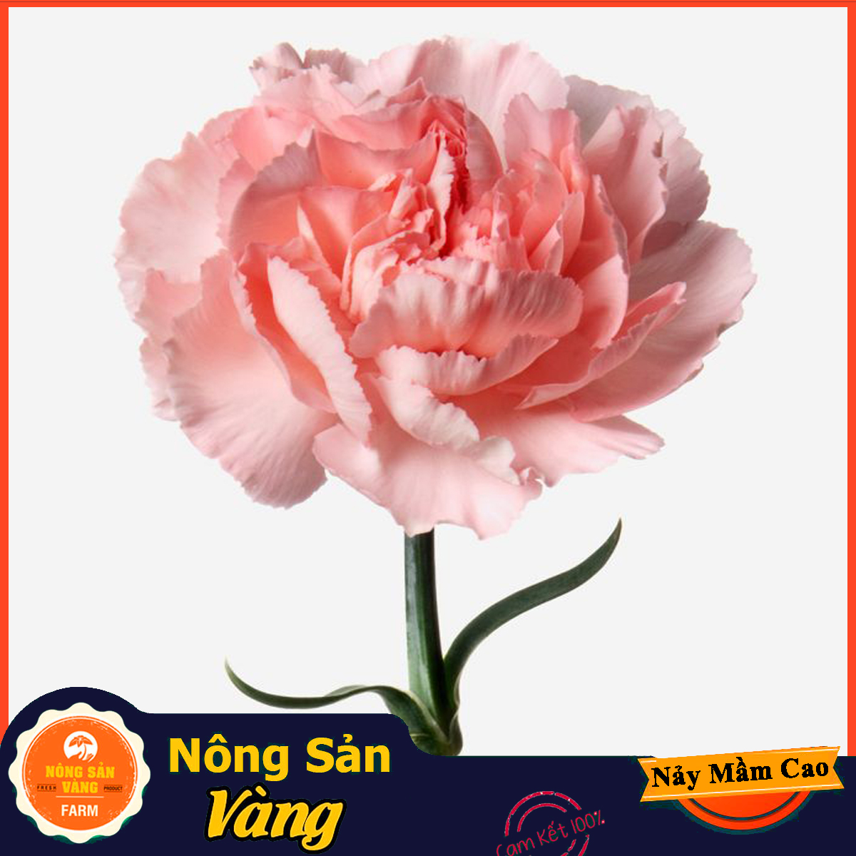 Hạt giống Hoa Cẩm Chướng Kép Mix Màu - Nông Sản Vàng