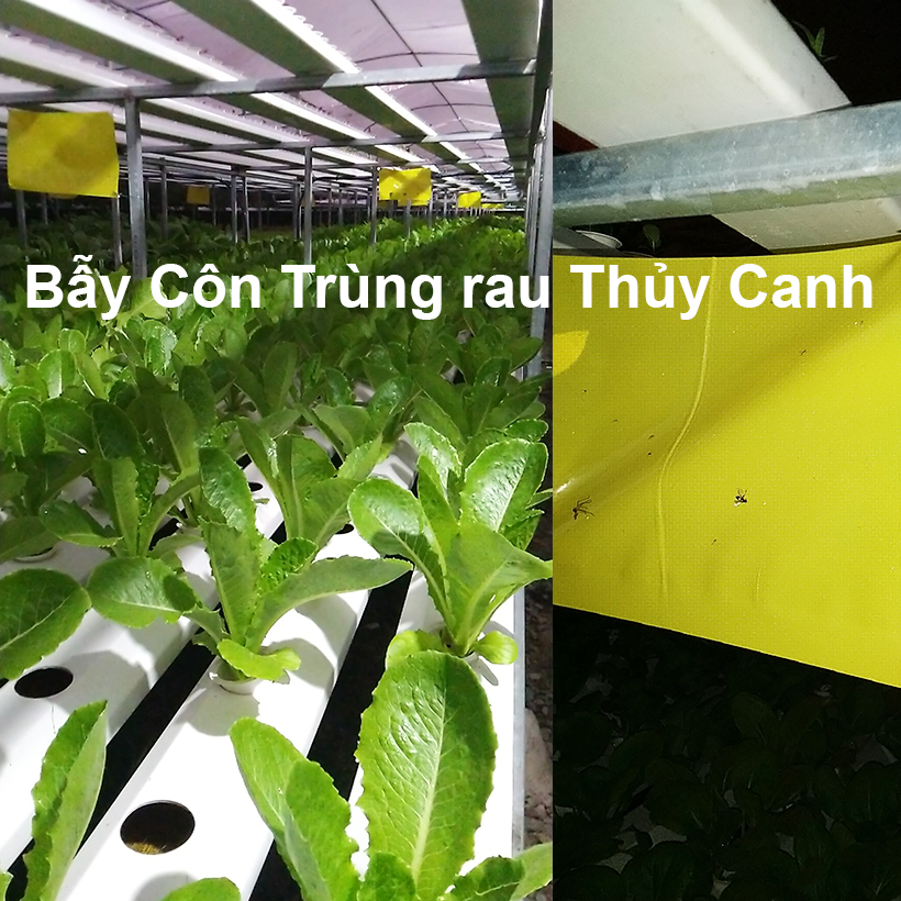 BẪY MÀU CÔN TRÙNG SINH HỌC GADOT ISRAEL CHO RAU SẠCH, RAU THỦY CANH, RAU KHÍ CANH VÀ NÔNG NGHIỆP SẠCH . Kích thước ngang 0.18M x Dài 20M trải nghiệm
