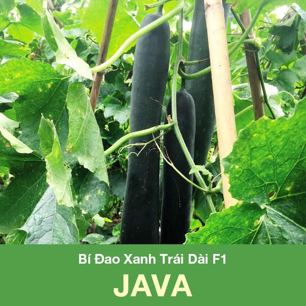 Hạt Giống Bí Đao Xanh Trái Dài F1 Java 0.2 Gram
