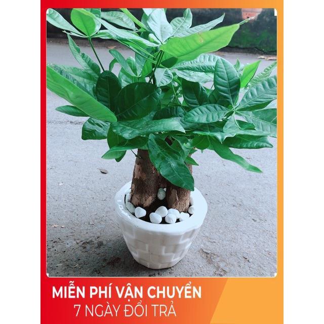 Chậu Kim Ngân 3 Thân Lớn