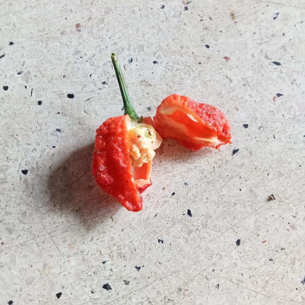 5 Hạt Giống Carolina Reaper Red - Ớt Cay Nhất Thế Giới