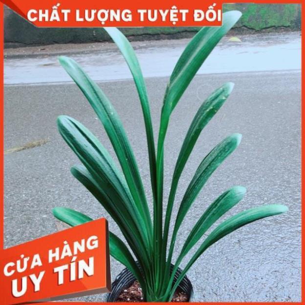 Lan Quân Tử