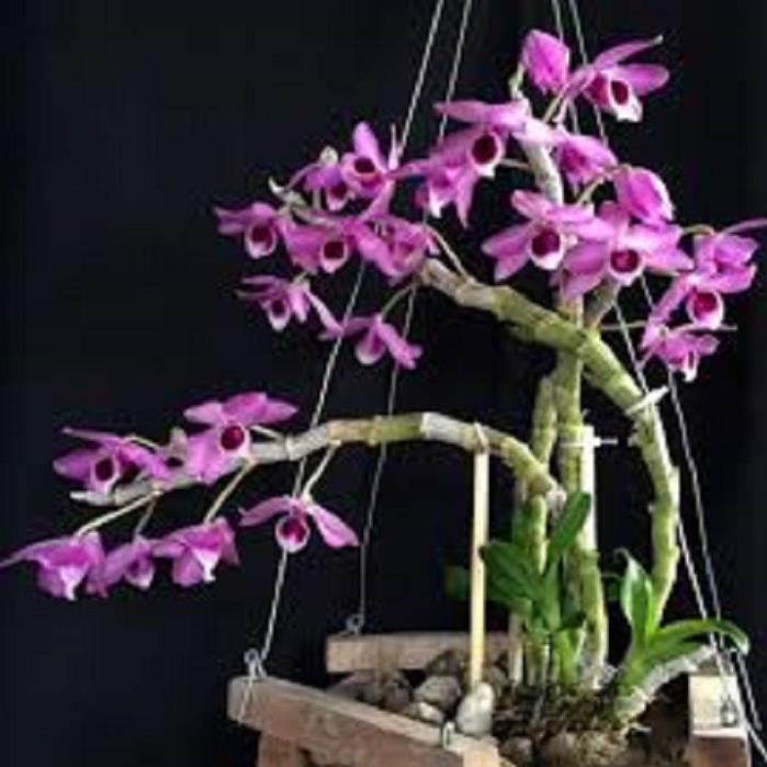 Sản Phẩm Hoa lan - trầm tím lào( cây cao 25cm,to khỏe, bộ rễ đẹp)